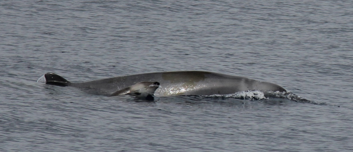 First-ever Footage Of One Of The World's Rarest Whales - IEyeNews