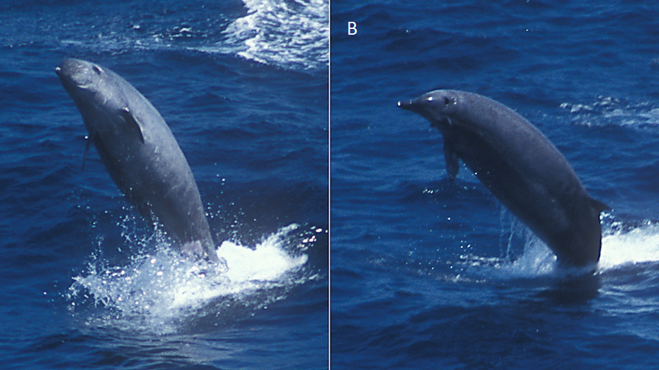 First-ever Footage Of One Of The World's Rarest Whales - IEyeNews