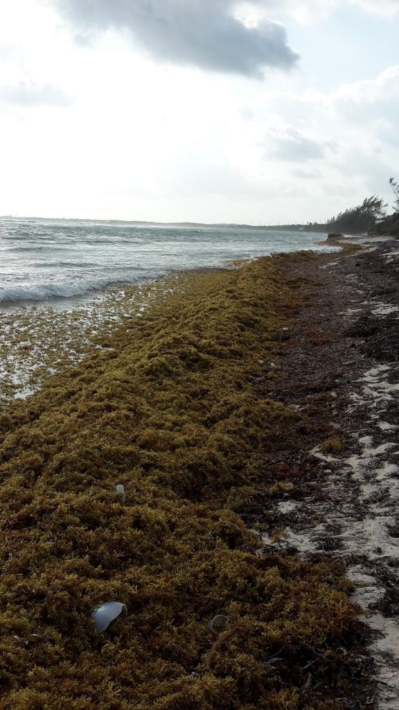 Influx of Sargassum on Cayman Islands beaches IEyeNews