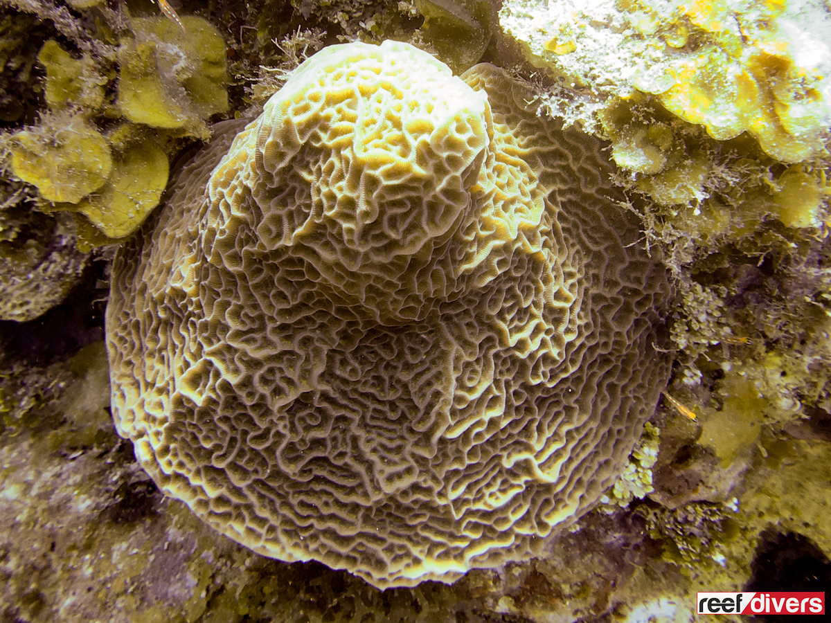 Caribbean Coral Diaries: Agaricia humilis - IEyeNews