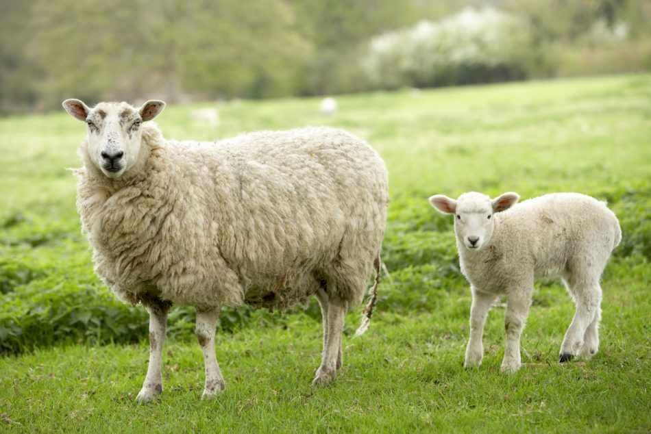 Facial Recognition Software Can Sense When A Sheep Is In Pain - Ieyenews