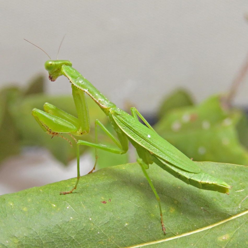 Caribbean praying mantises have ancient African origin - IEyeNews