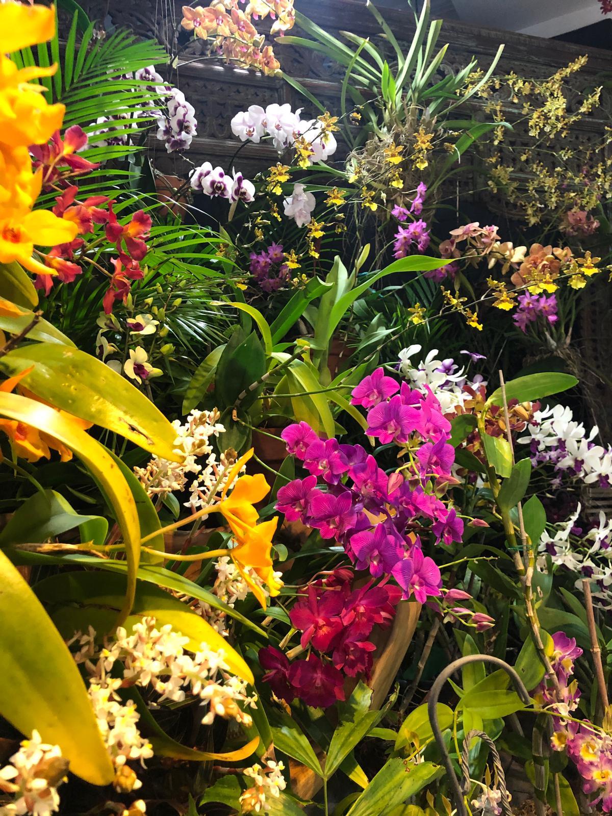 Cayman “Botanic PArk Orchid Show and Sale is Back” IEyeNews